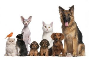 Veterinary-Compounding-300x200 Veterinary-Compounding-300x200